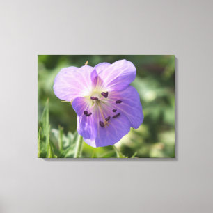 Fleur de géranium violet sur toile