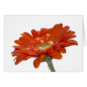 Fleur de Gerbera de marguerite orange