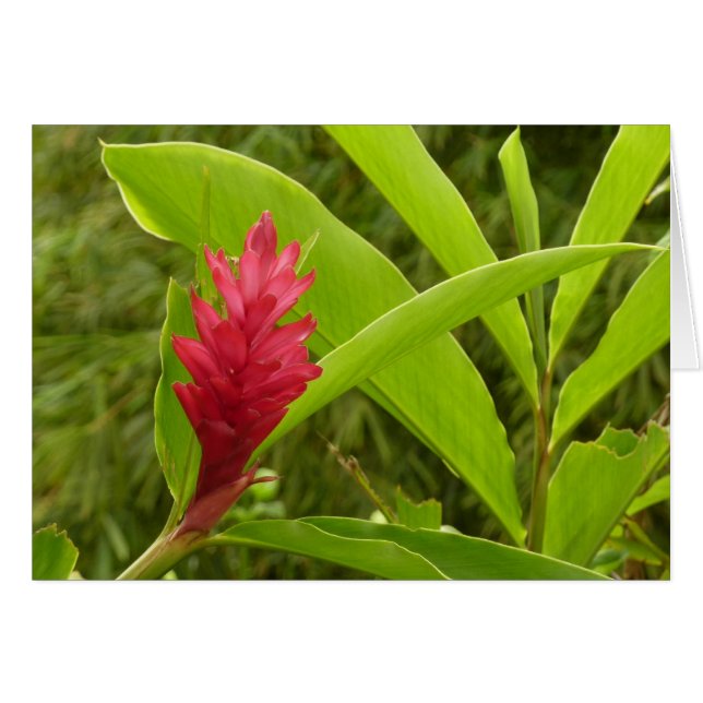 Fleur de gingembre rouge (Alpinia) tropicale (Devant horizontal)