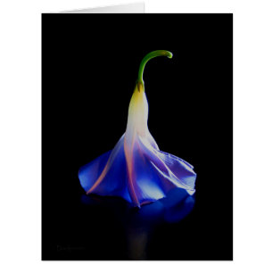 Fleur de gloire du matin 2