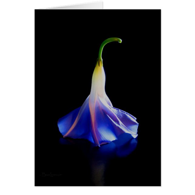 Fleur de gloire du matin 2 (Devant)