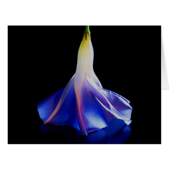 Fleur de gloire du matin 2 (Devant horizontal)