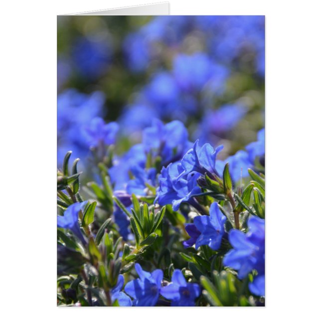 Fleur de Grace Ward (Devant)