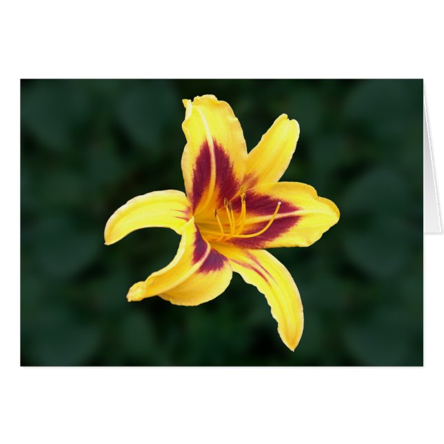 Fleur de jour jaune avec rouge, Hemerocallis : (Devant horizontal)