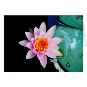 Fleur de laine d'eau chaude rose et orange de lotu