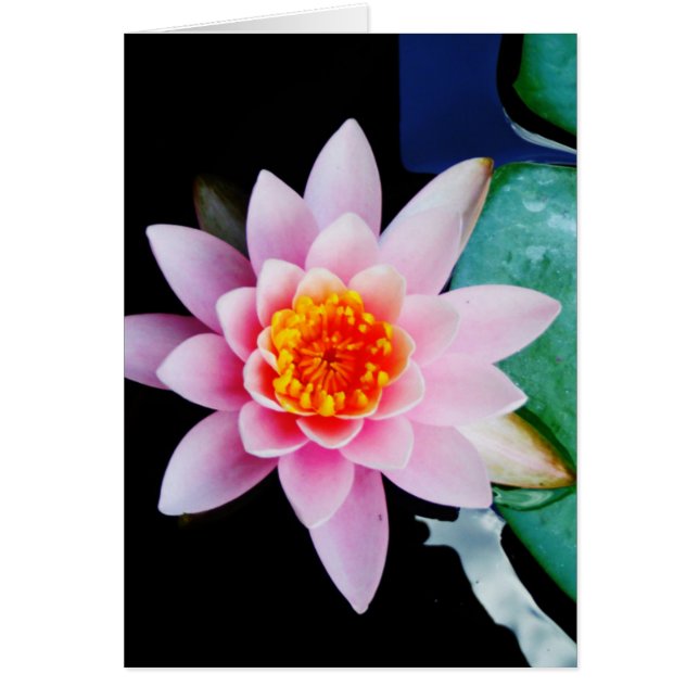 Fleur de laine d'eau chaude rose et orange de lotu (Devant)