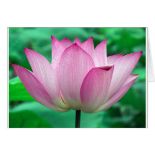 fleur de lotus