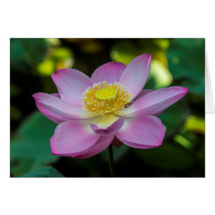 Fleur de lotus en fleurs, Indonésie