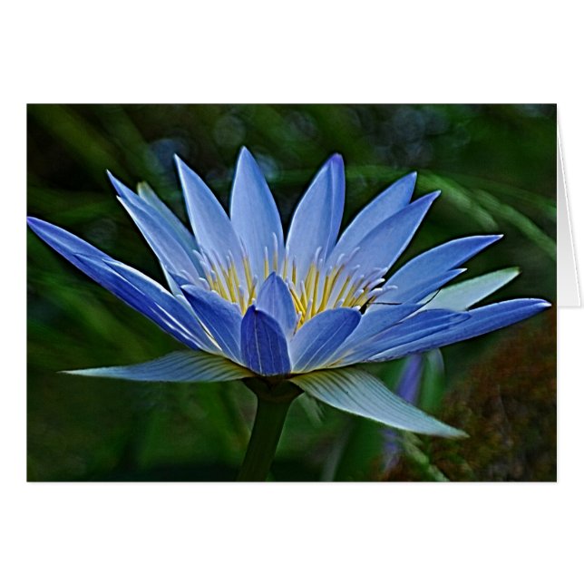 Fleur de lotus et signification (Devant horizontal)