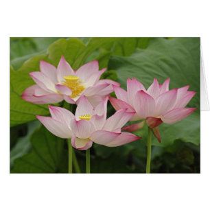 Fleur de lotus, Nelumbo nucifera, Chine 2
