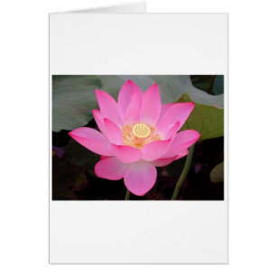 Fleur De Lotus Rose En Fleur