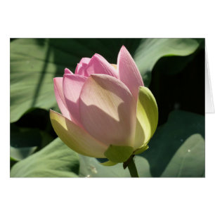 Fleur de Lotus rose florissante été