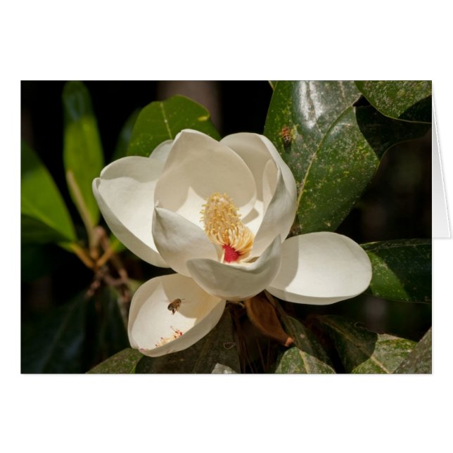 Fleur de magnolia du sud (Devant Horizontal)
