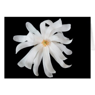 Fleur de Magnolia sur fond noir