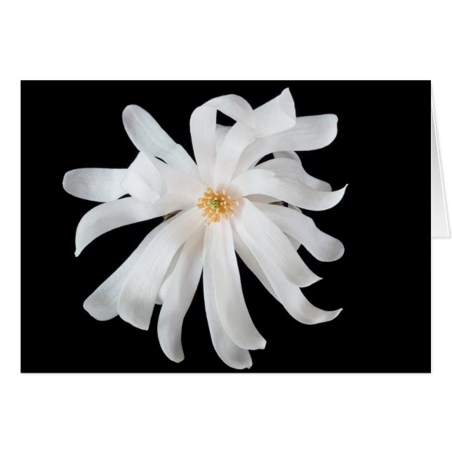 Fleur de Magnolia sur fond noir (Devant horizontal)