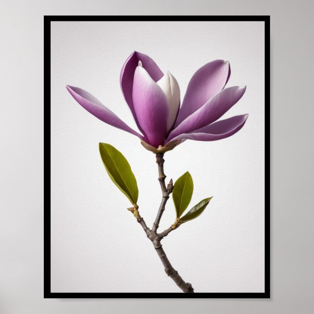 Fleur de magnolia violet, Magnolia felix Poster mu (Devant)