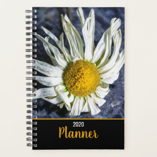 Fleur de marguerite blanche moderne Occasions spéc