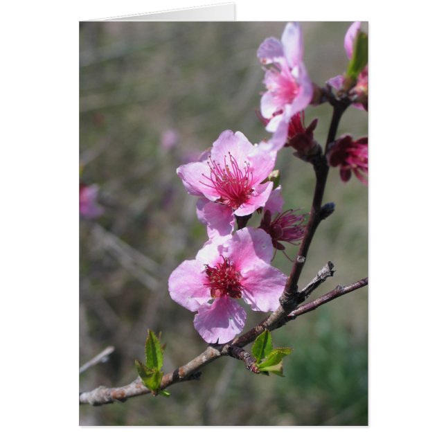 Fleur de pêche (Devant)