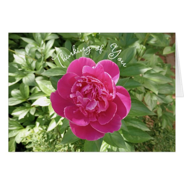 Fleur de pivoine rose vibrant Penser à votre carte (Devant horizontal)