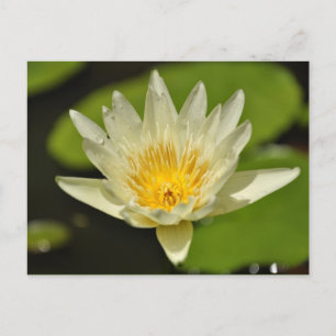 Fleur de printemps - cartes postales