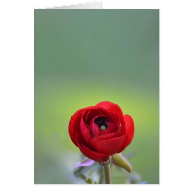 Fleur de Ranunculus rouge (Devant)