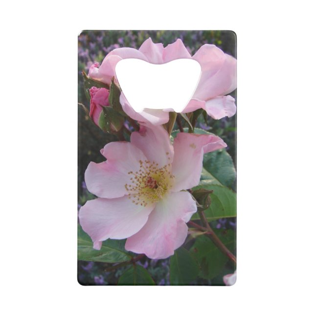 Fleur de rose sauvage rose Photo florale (Devant)