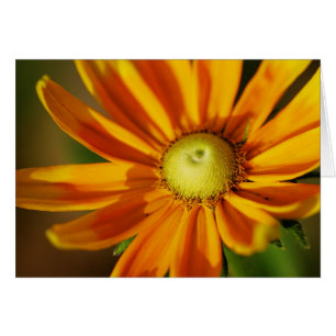 Fleur de Rudbeckia