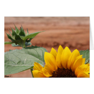 Fleur de tournesol