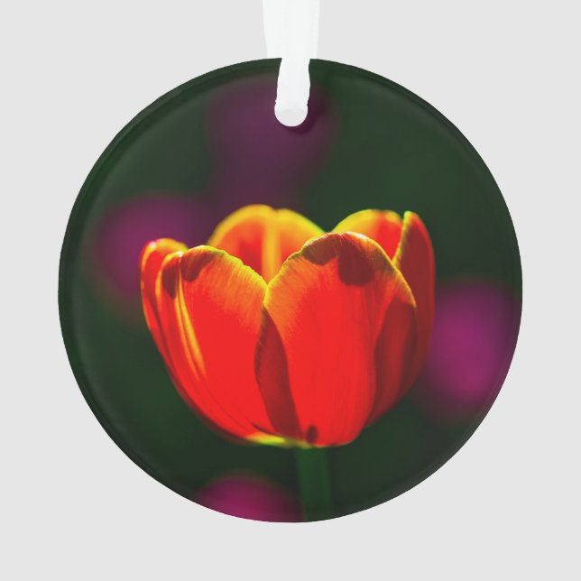 Fleur de tulipe rouge (dos)