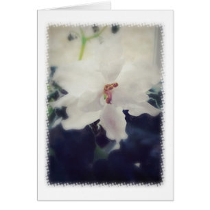 Fleur de violet d'Afrique blanche