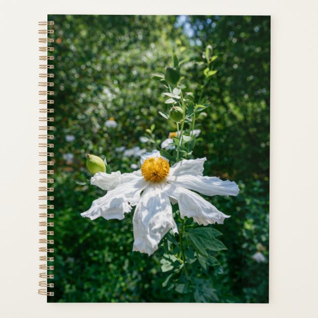 Fleur Délicate de Lumière Forestière (Devant)