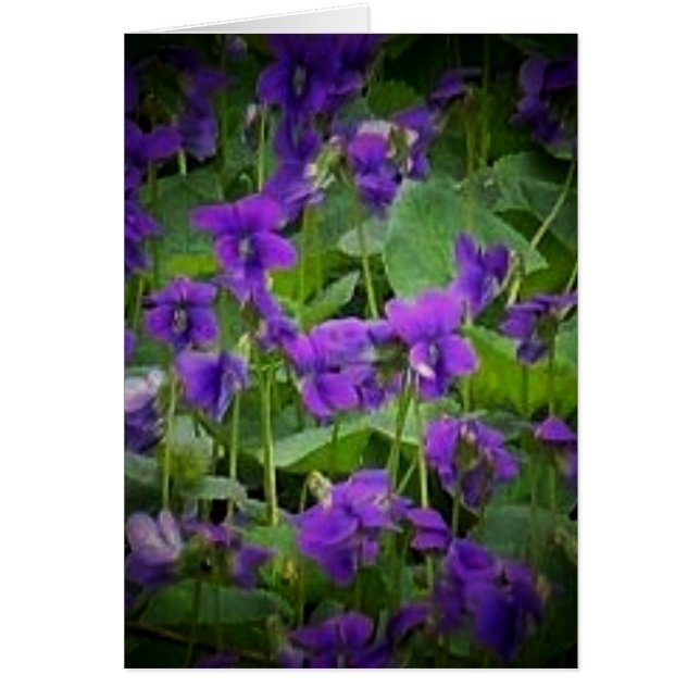 Fleur d'État du Wisconsin : Carte Violet de Bois (Devant)