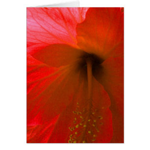 Fleur d'Hibiscus rouge