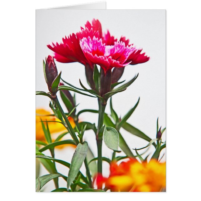 Fleur Dianthus (Devant)