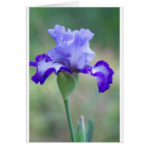 Fleur d'Iris violet et bleu à haut pendage
