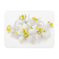 Fleur d'oranger