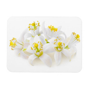 Fleur d'oranger magnet