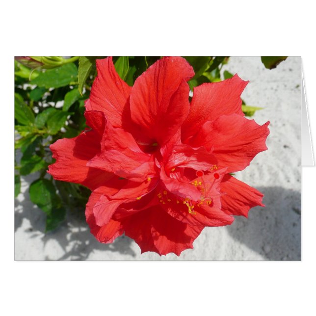 Fleur double hibiscus rouge (Devant horizontal)