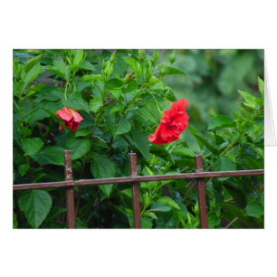 Fleur du jardin penché