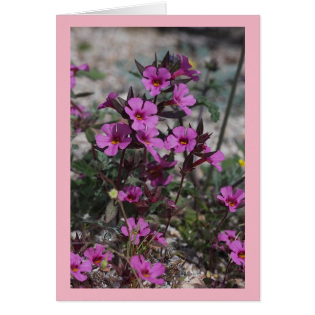 Fleur du singe de Bigelow de fleur sauvage de (Devant)