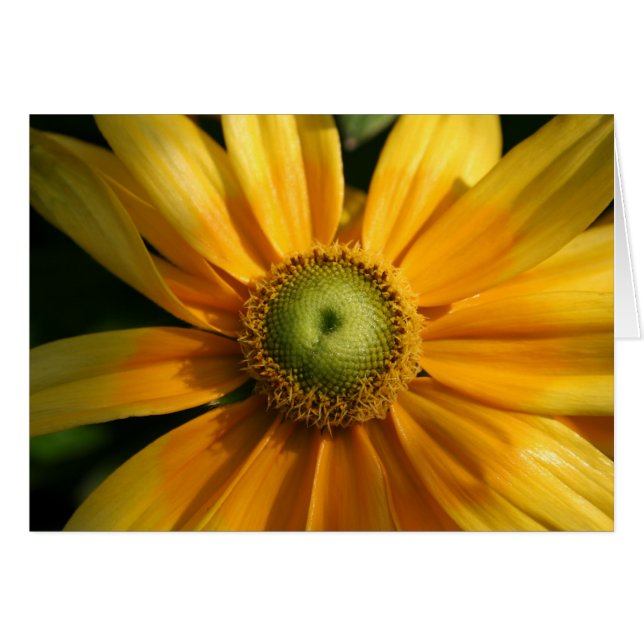 Fleur ensoleillée (Devant Horizontal)