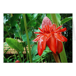 Fleur Exotique Rose des Caraïbes rouges