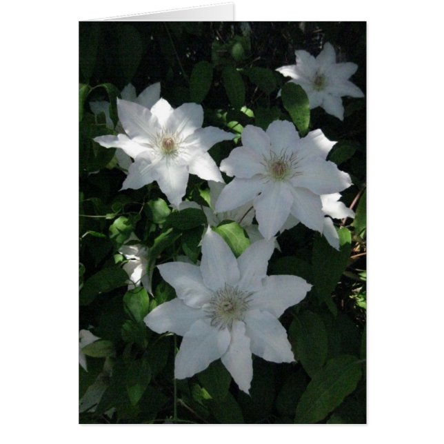 fleur finlandaise-Hyvää Syntymäpäivää blanche (Devant)