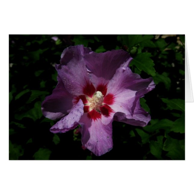 fleur finlandaise-Hyvää Syntymäpäivää-violet (Devant horizontal)