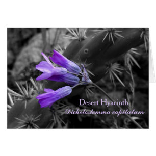 Fleur Hyacinth du désert et cactus Cholla Staghorn