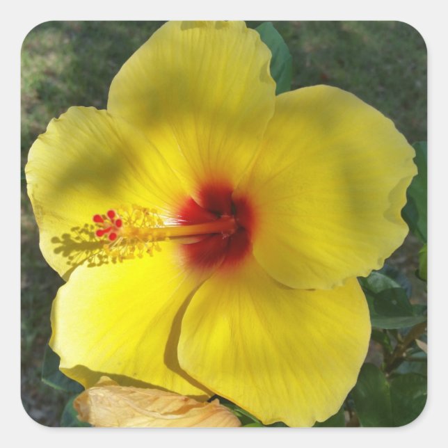 Fleur Ibiscus Jaune Parfait, autocollant carré (Devant)