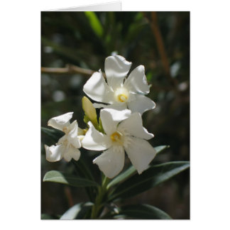 Fleur inconnue, Vallée de la Mort