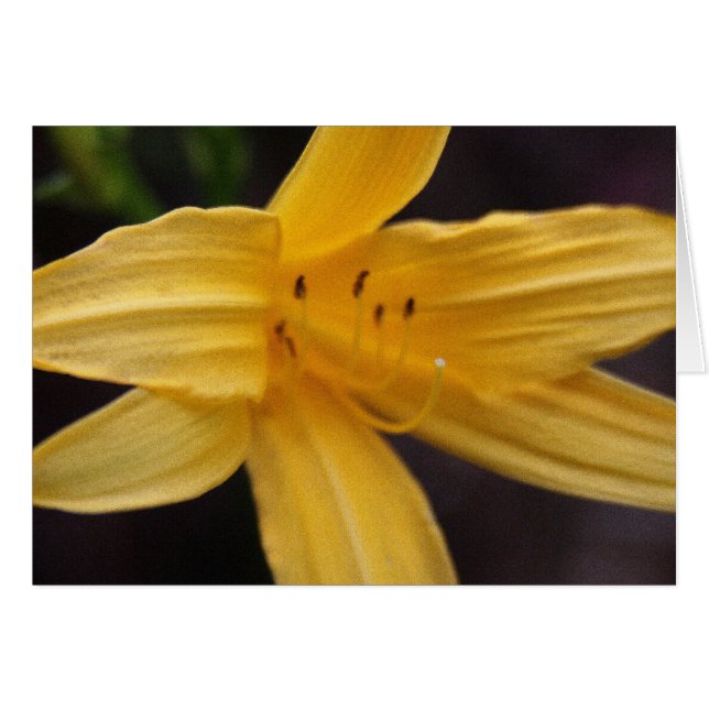 fleur jaune (Devant horizontal)