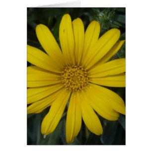 fleur jaune clair
