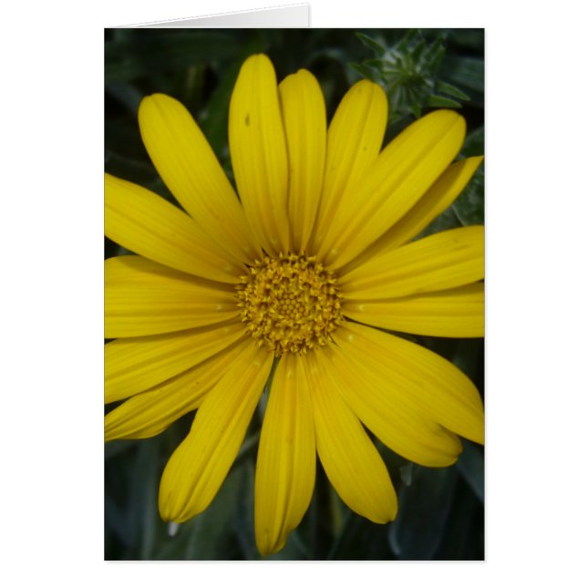 fleur jaune clair (Devant)